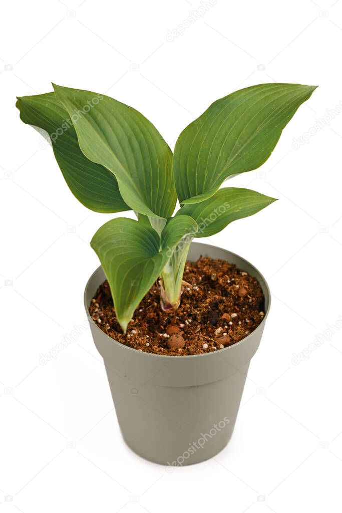 Potted 'Hosta Halcyon' plant isolated on white background