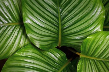 Çizgili egzotik 'Calathea Orbifolia Dua Bitkisi' bitki yaprakları