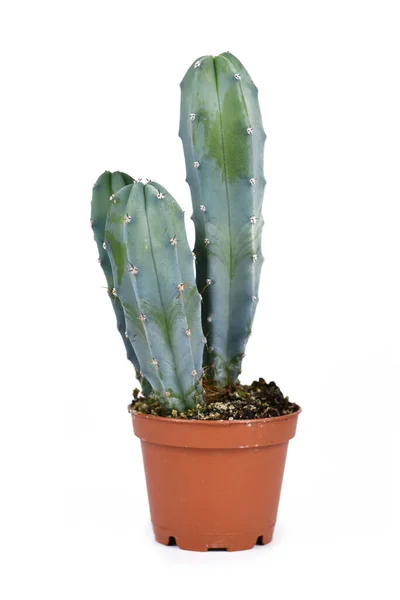 Bluish Cereus Cactus Planta Sala Vaso Flores Isolado Fundo Branco — Fotografia de Stock