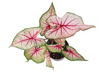 Beyaz arka planda beyaz yapraklı ve pembe damarlı egzotik 'Caladium White Queen' bitkisinin üst görüntüsü