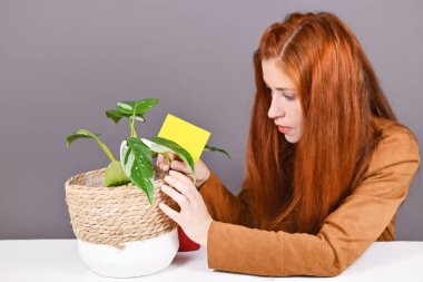 Woman putting yellow sticky card into houseplant pot to fight  fungus gnats pests clipart