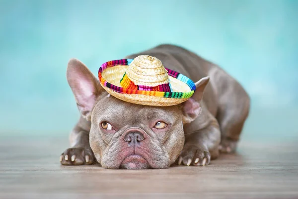 Funny French Bulldog Dog Summer Straw Hat Lying Front Blue — Stock Photo, Image