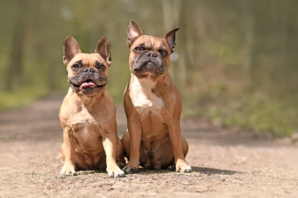 Par Söta Fawn Franska Bulldogg Sitter Skogen — Stockfoto