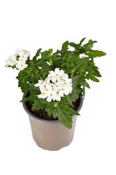 Planta Perenne Verbena Cultivars Con Flores Blancas Maceta Aislada Sobre — Foto de Stock