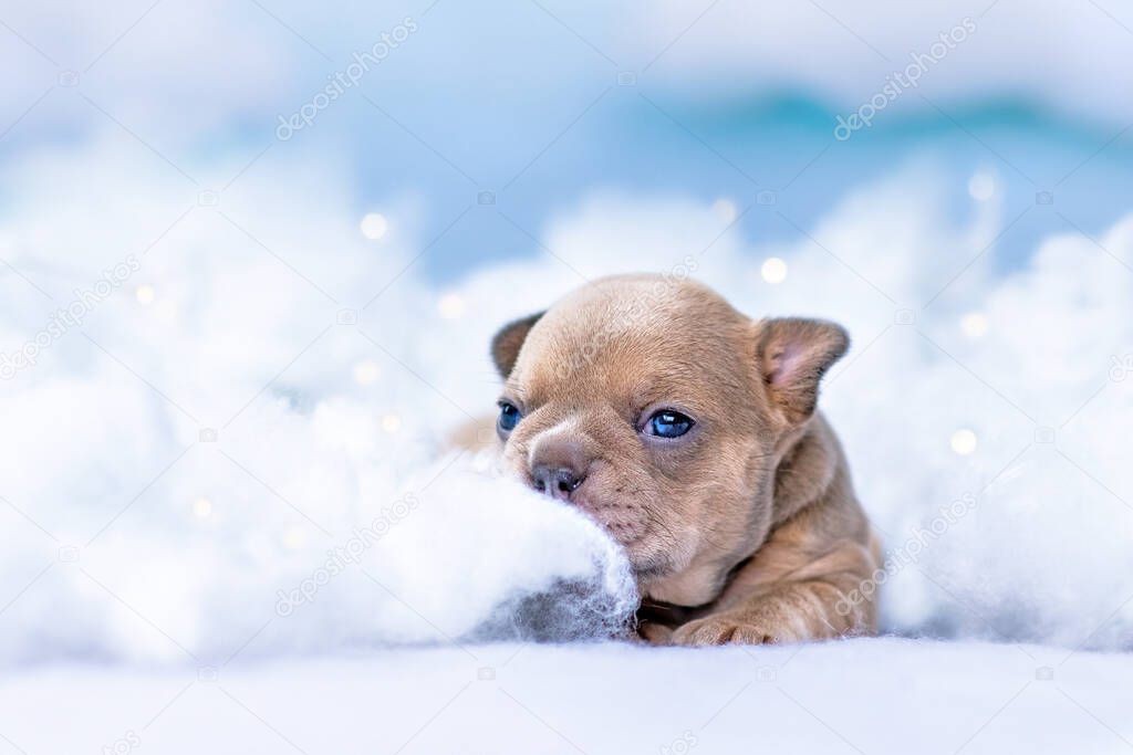 Cute tiny French Bulldog puppy lying down between fluffy clouds and stars