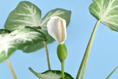 Mavi arka planda, Caladium Aaron bitkisinin egzotik tohumlarıyla çiçek açan spadix çiçekleri.
