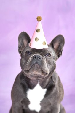 Siyah Fransız Bulldog menekşe arka planda doğum günü partisi şapkası takıyor