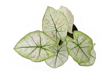 Beyaz yapraklı, yeşil damarlı ve beyaz arkaplanlı 'Caladium Bicolor Strawberry Star' bitkisinin üst görüntüsü