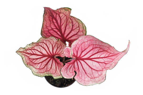 Top view of pink exotic 'Caladium Florida Sweetheart' plant in flower pot isolated on white background