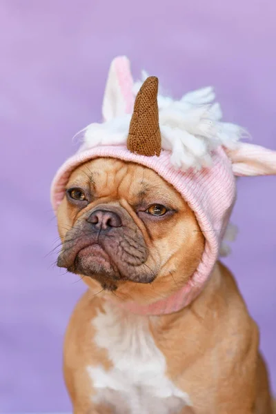 Piros Francia Bulldog Kutya Visel Vicces Kötött Rózsaszín Egyszarvú Kalap — Stock Fotó