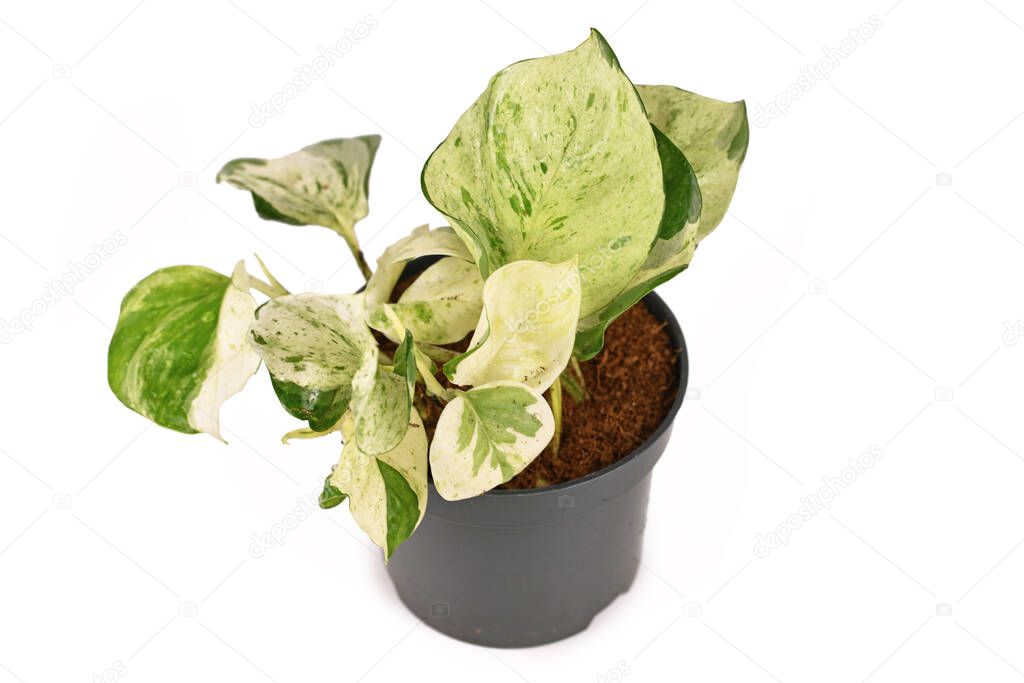 Small exotic 'Epipremnum Aureum Manjula' pothos houseplant in flower pot isolated on white background