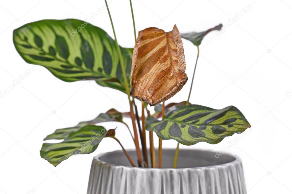 Sick yellow leaf on houseplant in flowre pot on white background