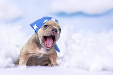 Pofuduk bulutlar ve yıldızlar arasında gece içkisi ile esneyen Fransız Bulldog köpeği yavrusu