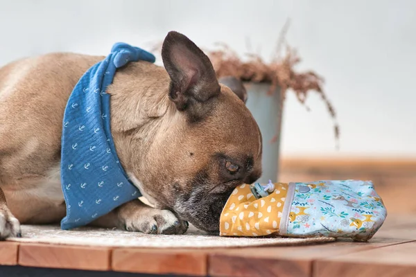French Bulldog dog eating treats out of homemade treat bag