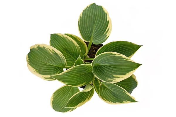 緑色の葉を持つアジアのホスタ植物のトップビューと白い背景に隔離された黒いプラスチックの花の鍋に白い縁を持つ — ストック写真