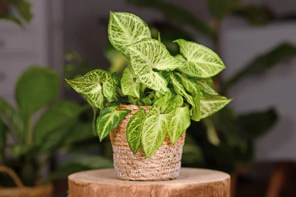 Exotic Syngonium Podophyllum Arrow Houseplant Basket Pot Indoors Wooden Coffee — Stock Photo, Image