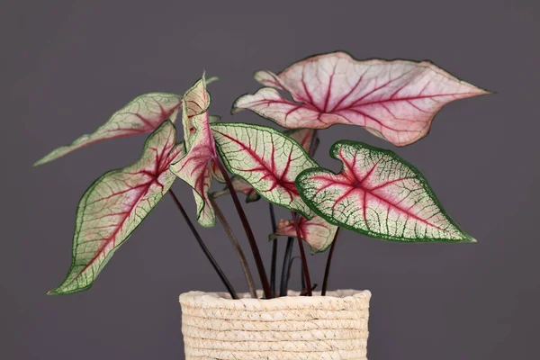 Hermosa Planta Exótica Caladium White Queen Con Hojas Blancas Venas —  Fotos de Stock