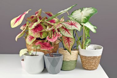 Colorful exotic Caladium plants in flower pots on white table clipart