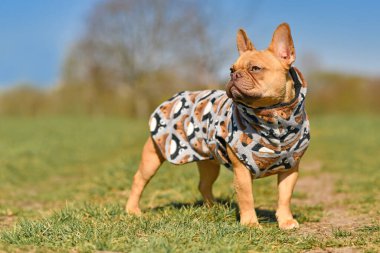 Kızıl Fransız Bulldog 'u, yüzdükten sonra daha hızlı kurumak için yün kumaştan ev yapımı bornoz giyiyor.