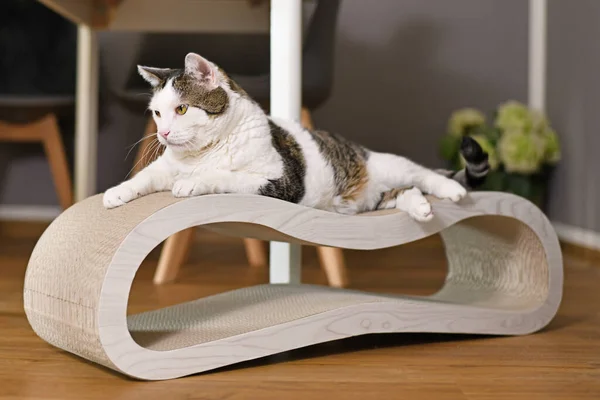 Tabby Kočka Ležící Lepenkové Skříňce Tvaru Obývací Postele — Stock fotografie
