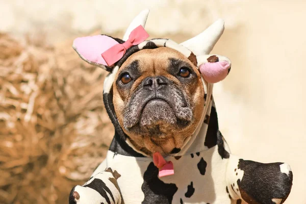 Portré Francia Bulldog Kutya Visel Vicces Teljes Test Halloween Tehén — Stock Fotó