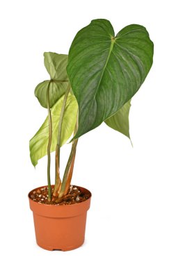 Çiçek saksısında bulunan tropik 'Philodendron Pastazanum x Sodiroi Aff' melez ev bitkisi beyaz arkaplanda izole edilmiş.