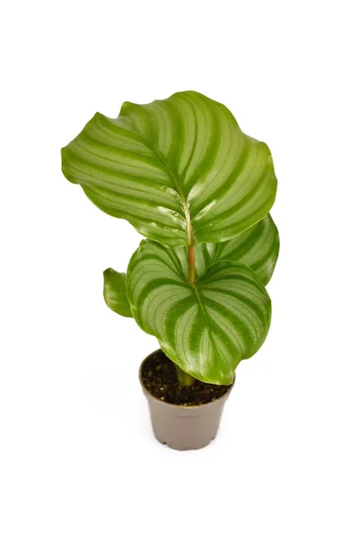 Exotische Calathea Orbifolia Kamerplant Met Grote Ronde Bladeren Met Strepen — Stockfoto