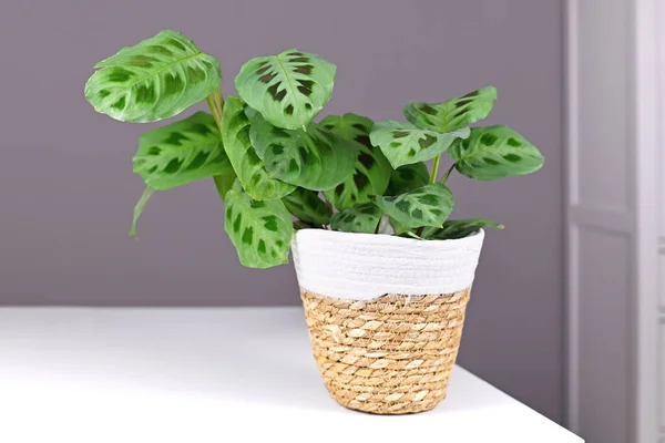 Exotic Maranta Leuconeura Kerchoveana Houseplant Basket Pot Table Front Gray — Stok Foto