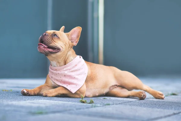 Red French Bulldog dog wearing pink bandanna around neck lying on ground