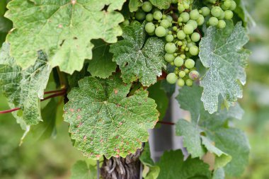 Sick vine grape leaves infected with mildew fungal disease with white and brown spots