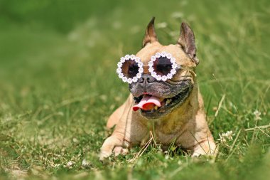 Yazın papatya çiçekleriyle süslenmiş güneş gözlüğü takan komik Fransız Bulldog.