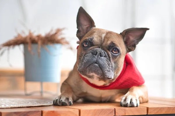Lindo Bulldog Francés Curioso Con Orejas Puntiagudas Con Pañuelo Rojo — Foto de Stock
