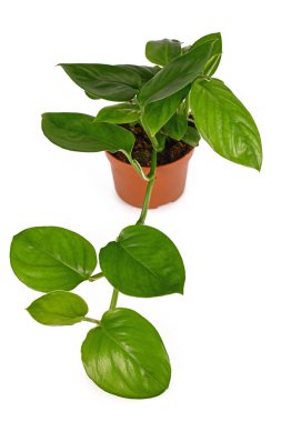 Çiçek saksısındaki tropik 'Monstera Friedrichsthalii' bitkisi beyaz arka planda izole edilmiş.