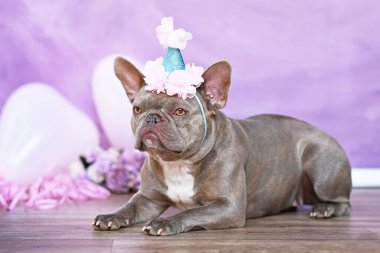 Fransız Bulldog 'un doğum günü şapkası, bulanık pembe arka plan, çiçekler ve kalp şeklinde balonlar.