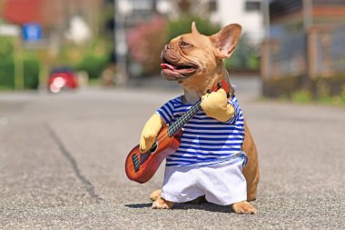 Kırmızı Fransız Bulldog sokak müzisyeni kostümü giymiş çizgili tişört giymiş ve elinde oyuncak bir gitarla güneşli bir günde şehir caddesinde duruyor.
