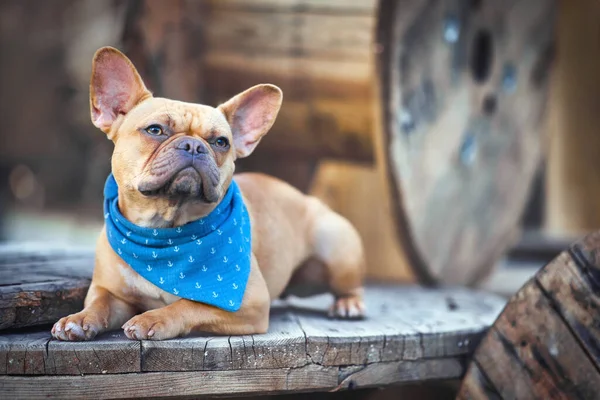 Bulldog Francés Con Pañuelo Azul Acostado Entre Tambores Cable Industriales — Foto de Stock