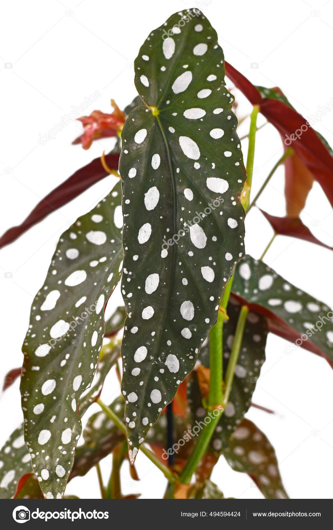 Fotos de Begonia maculata, Imagens de Begonia maculata sem royalties |  Depositphotos