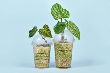 Eski plastik kahve fincanlarını, yüksek hava sivrisineğiyle ev bitkilerini yaymak için yeniden tasarlanmış sera olarak kullanmak.