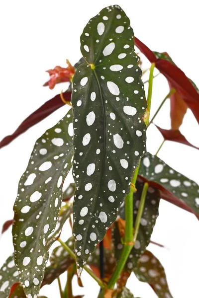 List Tropické Begonia Maculata Pokojová Rostlina Bílými Tečkami Izolované Bílém — Stock fotografie