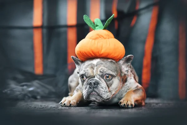 Merle French Bulldog Kutya Visel Halloween Sütőtök Jelmez Kalap Előtt — Stock Fotó