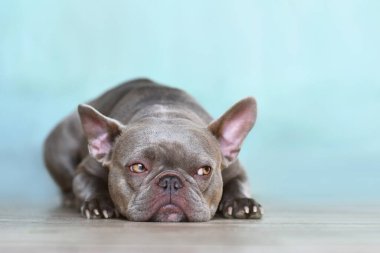Sulking lilac brindle French Bulldog dog with yellow eyes looking to side in front of blue wall clipart