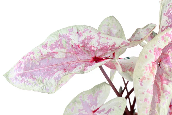 Roze Wit Doorschijnend Blad Van Exotische Caladium Seafoam Pink Huisplant — Stockfoto