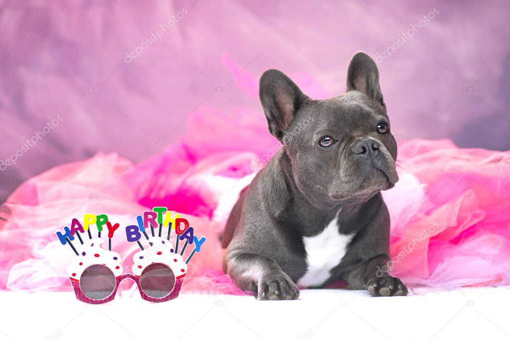 French Bulldog dog wearing pink tutu skirt with glasses saying 'Happy Birthday'