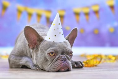 Mavi arka planda altın çelenk önünde parti şapkalı Fransız Bulldog 'u.