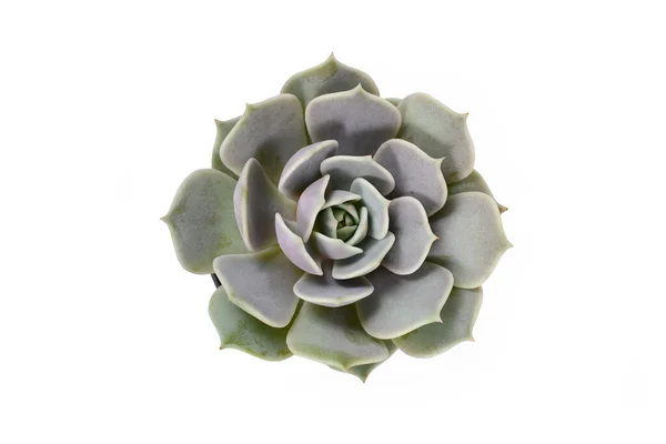 Vista Superior Planta Suculenta Echeveria Isolada Sobre Fundo Branco — Fotografia de Stock