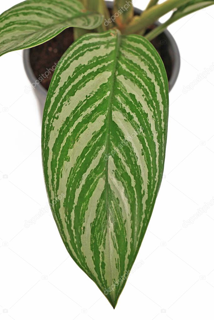 Close up of leaf of tropical 'Aglaonema Stripes' houseplant with silver stripe pattern isolated on white background