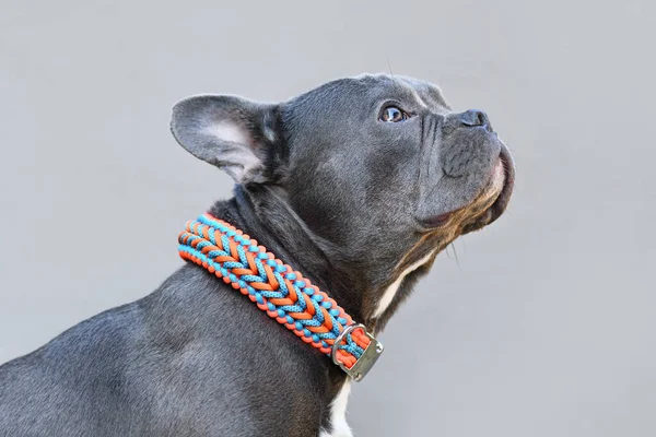 Bouledogue Français Noir Avec Long Nez Portant Collier Ficelle Paracorde — Photo