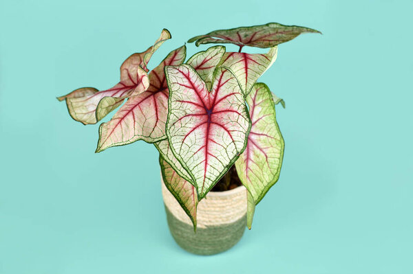 Exotic 'Caladium White Queen' plant with white leaves and pink veins in basket pot on blue background