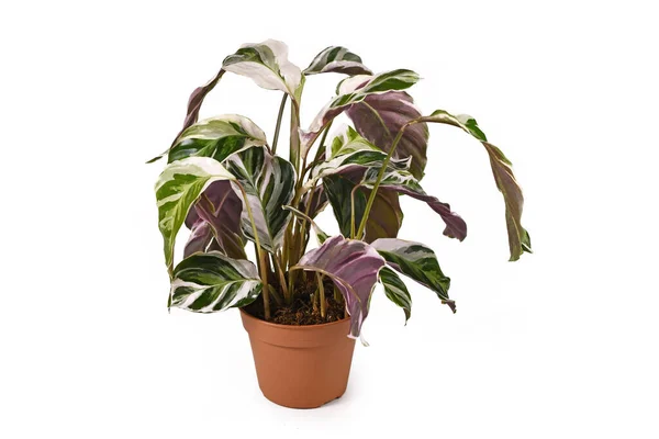 Exotic 'Calathea White Fusion' Prayer Plant houseplant in flower pot isolated on white background