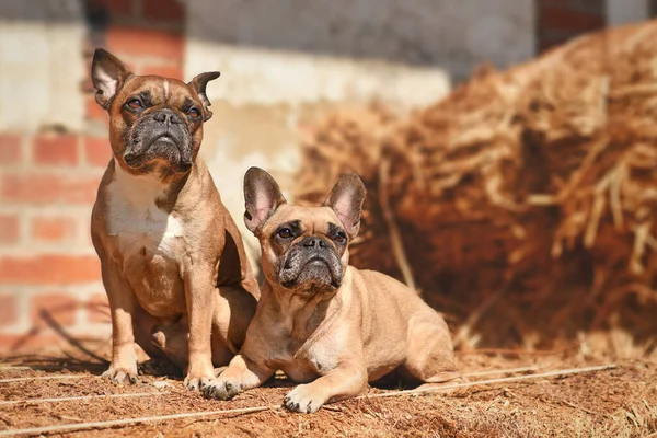 Par Fawn Franska Bulldogg Hundar Poserar Mellan Höbalar — Stockfoto